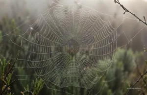 Hyper-realistic spider web with dew drops symbolizing a connecting net between heaven and earth, illustrating biblical typology of unity, creation, and the concept of a worldwide web