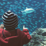 What is a Soul? Genesis shows fauna and humans are souls